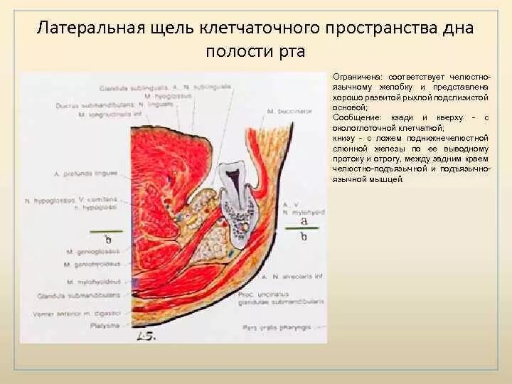 Пространства полости рта. Клетчаточные пространства дна ротовой полости. Латеральное клетчаточное пространство дна полости рта. Боковое клетчаточное пространство дна полости рта содержит. Боковое клетчаточное пространство дна полости рта содержит железу.