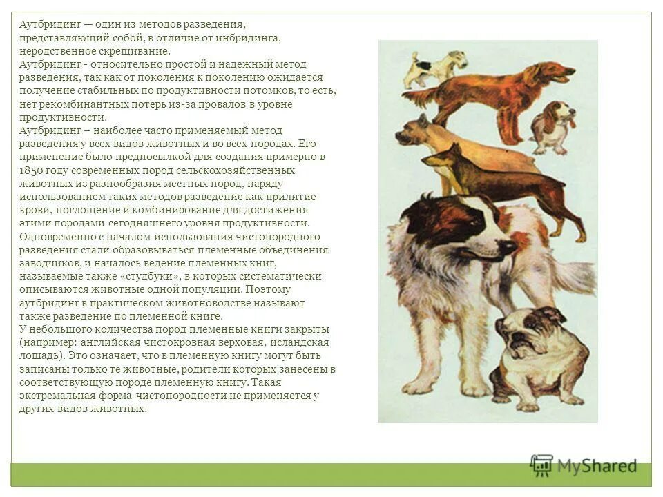 тип скрещивания аутбридинг характеристика потомков