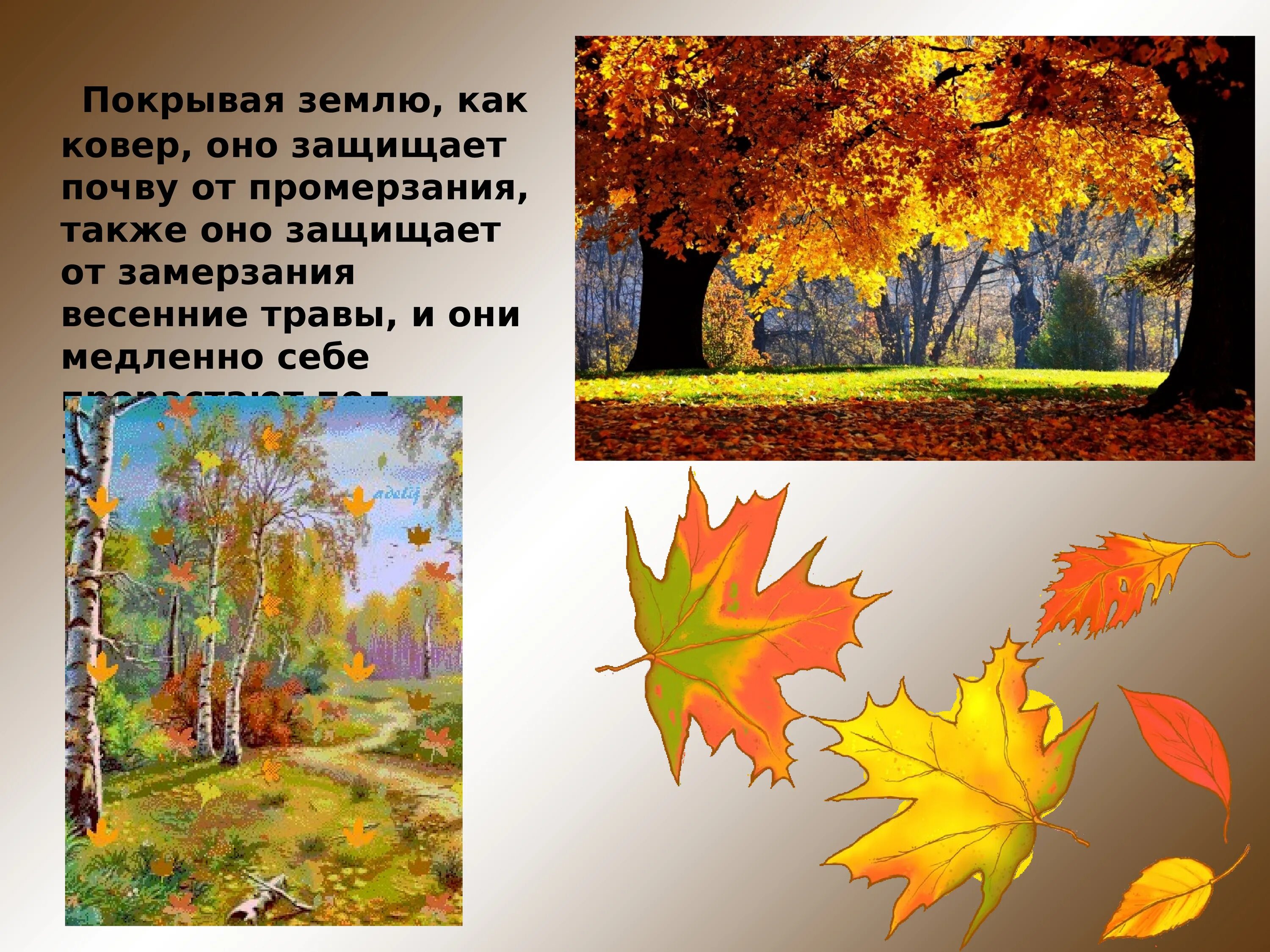 Время года осень изменения в жизни растений. Осенью бывает листопад. Слайд листопад. Деревья сбрасывают листья осенью. Причины листопада осенью.