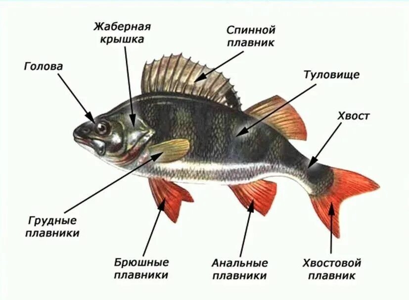 Название плавных. Грудные и брюшные плавники рыб парные. Схема внешнего строения рыбы. Внешнее строение рыб плавники. Внешнее строение рыбы 7 класс биология.