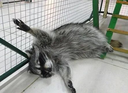 Контактный зоопарк нижний новгород
