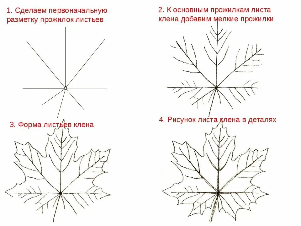 Поэтапно объяснение. Нарисовать кленовый лист пошагово. Кленовый лист поэтапное рисование. Как рисовать лист клёна поэтапно. Кленовый лист нарисовать поэтапно.