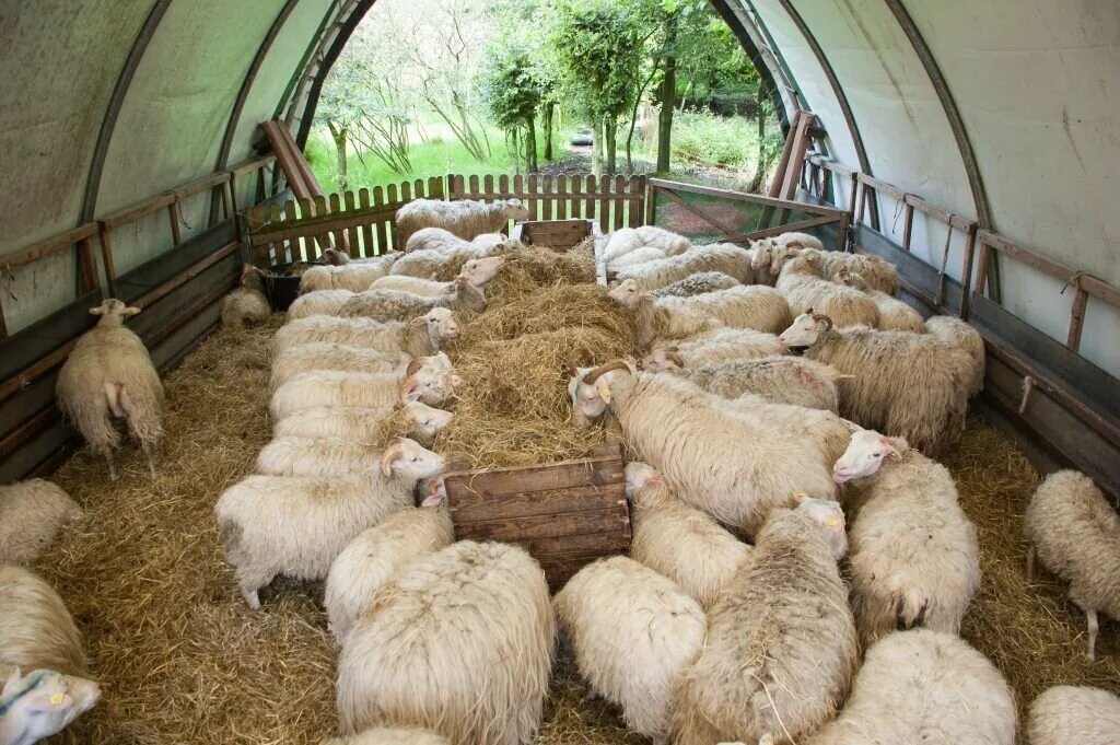 Откорм ягнят. Овчарня на 20 овец. Овчарня для Баранов. Овчарня на 100 овец. Овцеводство овчарня.