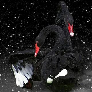 Лебеди белые вороны черные