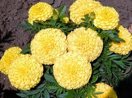 Бархатцы антигуа