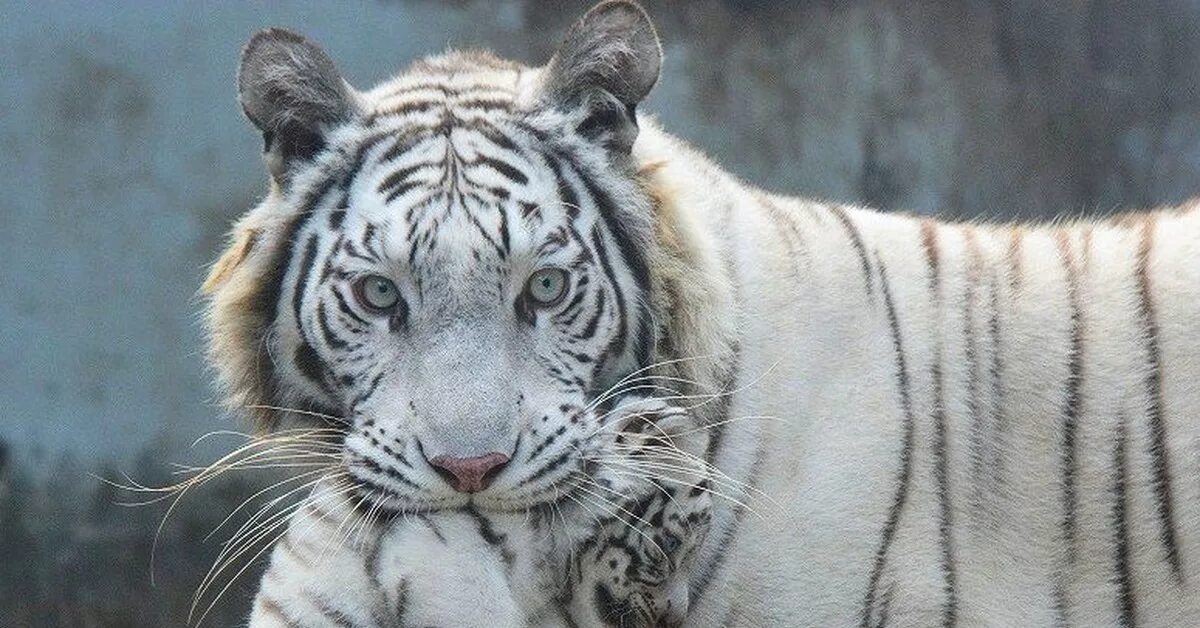 Живут белые тигры. Амурский тигр белый. Уссурийский тигр белый. Белый тигр порода. Бенгальский длинно пенесный тигр.