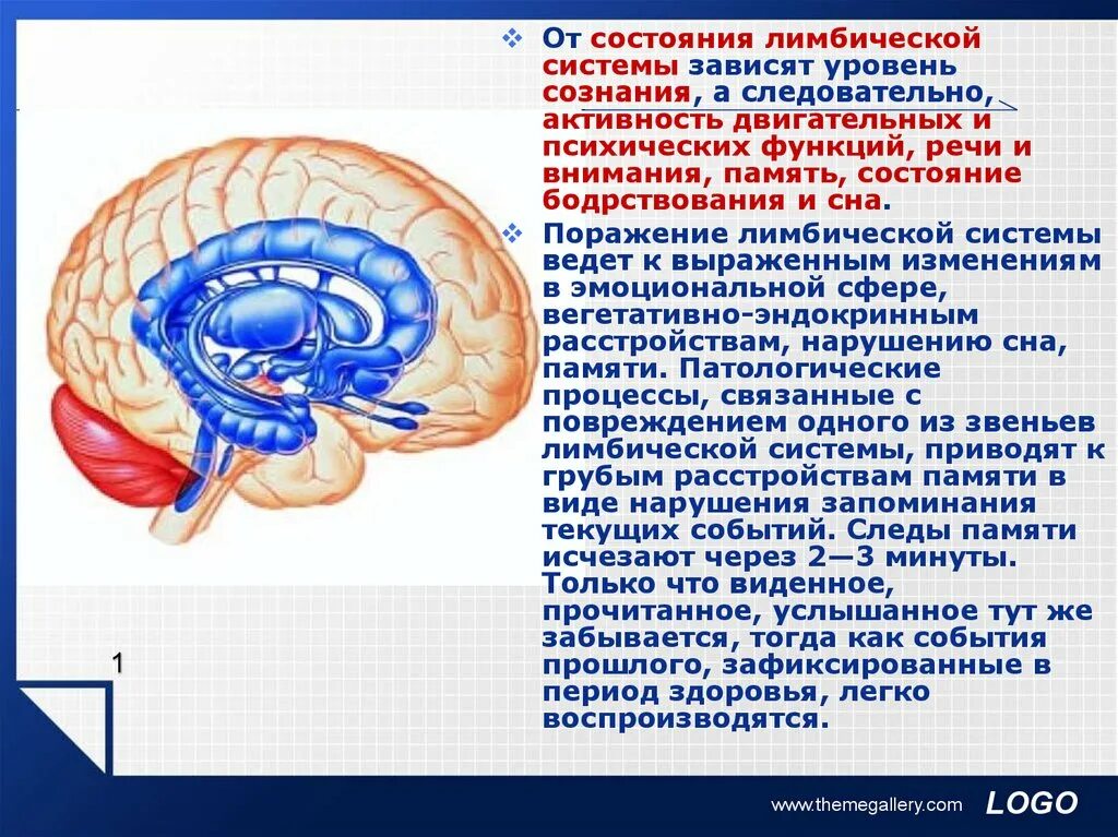 Лимбическая функция. Структуры головного мозга, относящиеся к лимбической системе. Лимбическая функция. Функция лимбической системы головного мозга. Структуры лимбической системы головного мозга.