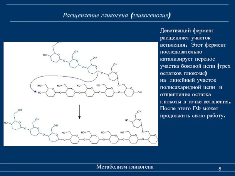 Расщепление гликогена в печени. Ферменты расщепления гликогена. Фермент расщепляющий гликоген. Ветвление гликогена. Метаболизм гликогенолиз.