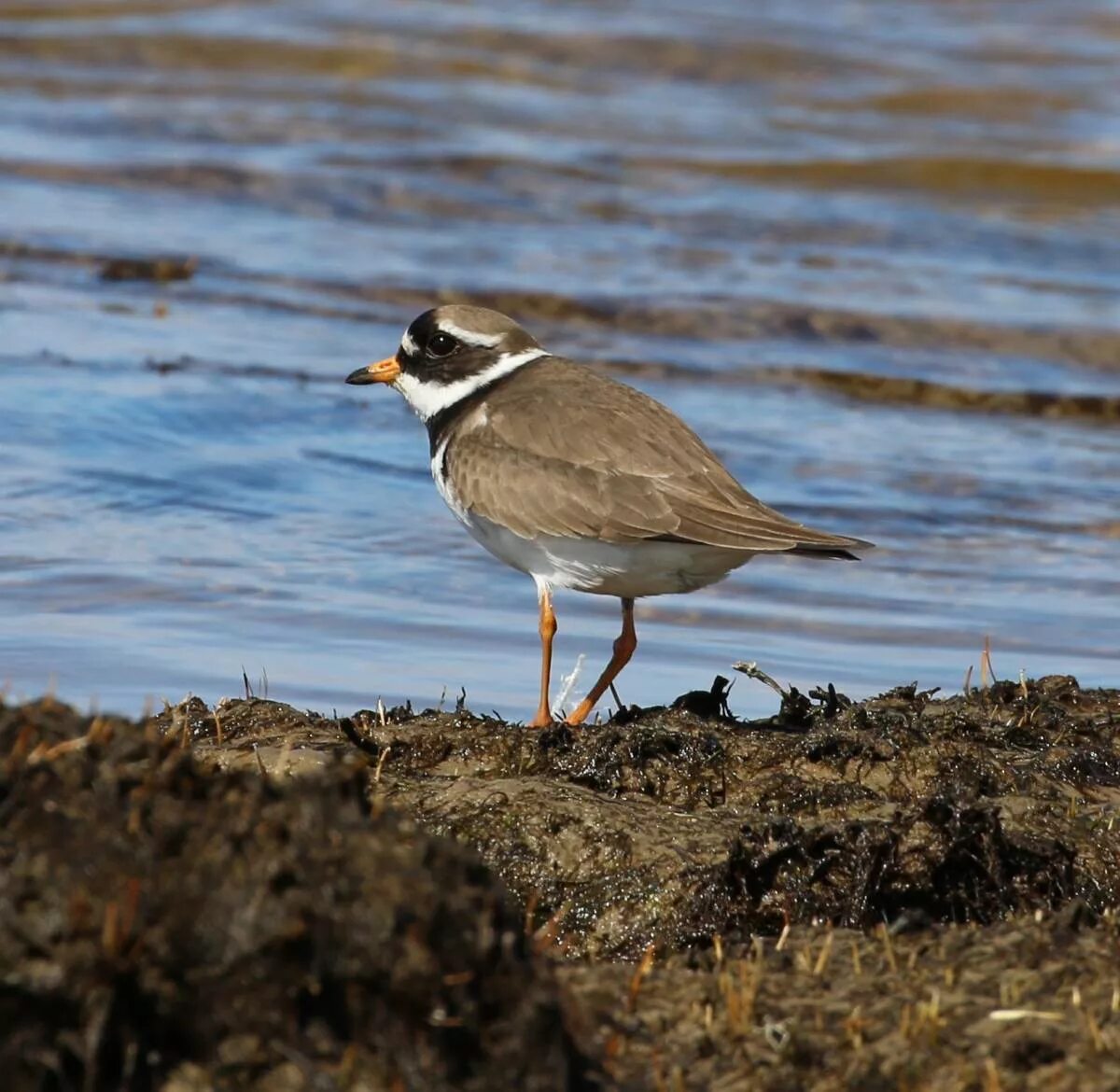 Зуек галстучник. Charadrius hiaticula. Галстучник птица. Галстучник птица фото. Кулик зуек галстучник.