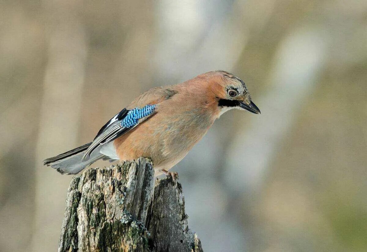 Кедровка обыкновенный свиристель. Перелётные певчие птицы подмосковья. Названия птиц средней полосы. Певчий снегирь. Перелетные птицы средней полосы россии определитель.