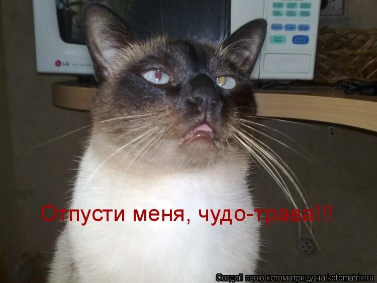 Отпусти меня чудо трава картинки. Отпусти меня чудо трава кот. Трава демотиватор. Отпусти меня чудо трава. Отпусти трава.