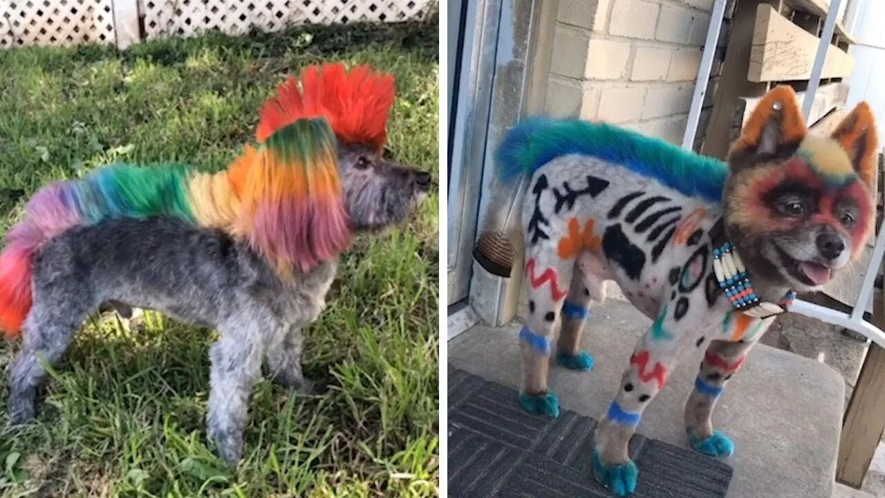собаки с крашеной шерстью. крашеные собачки. креативный груминг собак. креативные стрижки собак. креативная стрижка шпица.