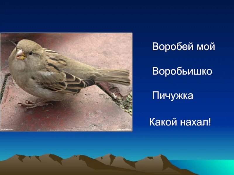 Стихотворение черного воробей. Стих воробей саша чёрный. саша черный воробей. стихотворение воробей саша черный. саша чёрный воробей 3 класс.