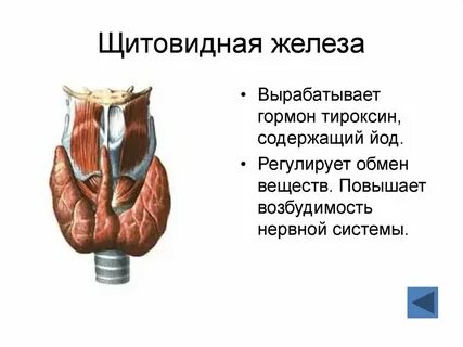 Железо для щитовидной железы необходим