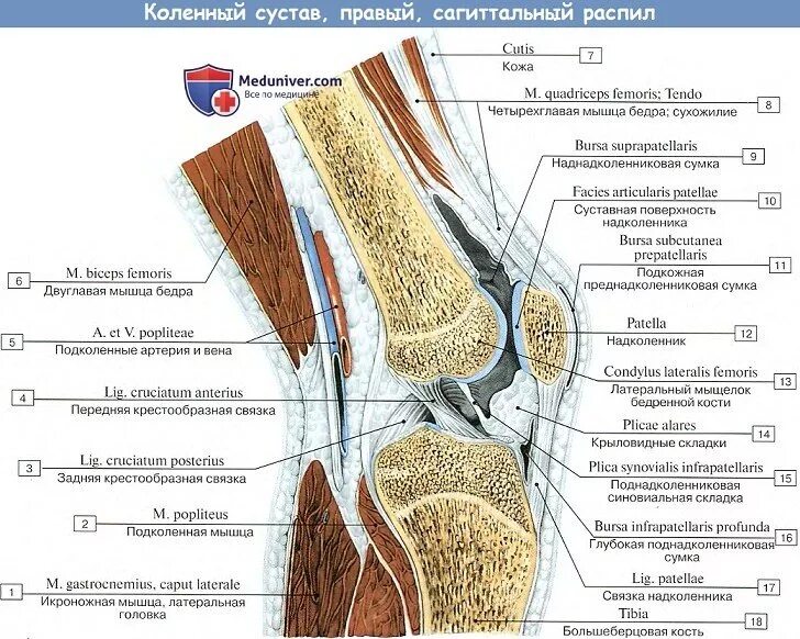 Связка называться. Коленный сустав строение анатомия. Коленный сустав строение Синельников. Крыловидные складки коленного сустава анатомия. Коленный сустав Сагиттальный распил.