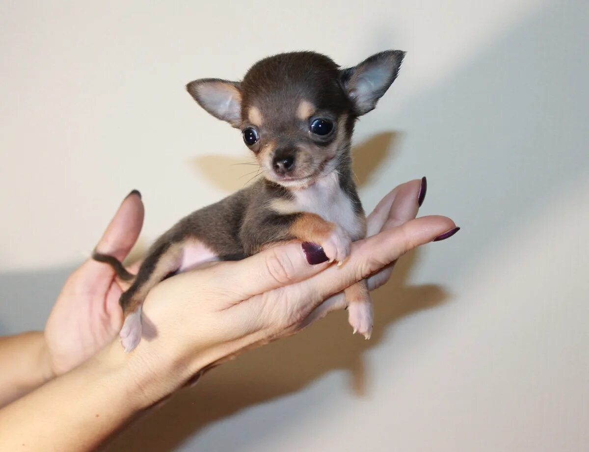 Название породы самой маленькой собаки. Карликовый чихуахуа. Собачка чихуахуа. Микро мини чихуахуа. Чихуахуа супер микро.