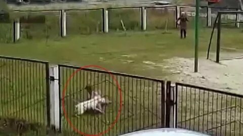 Нападают на маленький