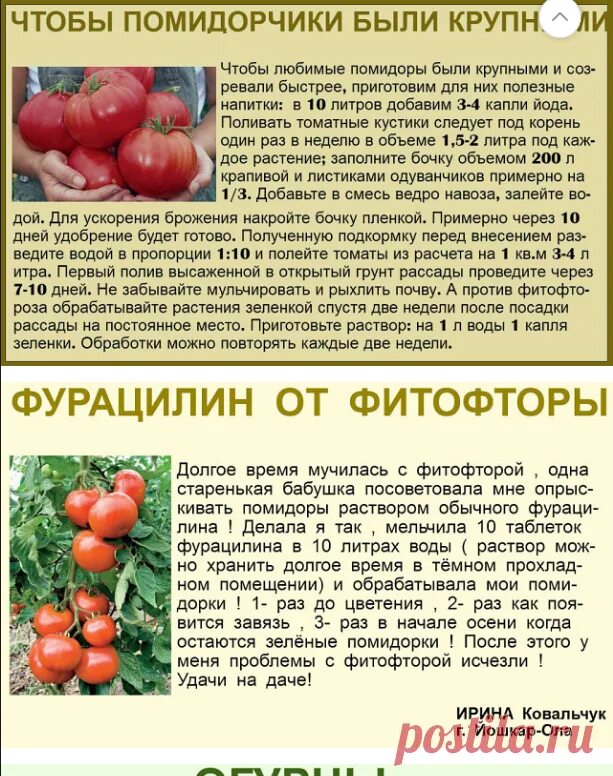 Чем подкормить томаты после высадки в теплицу. Таблица подкормки томатов в теплице. Подкормка помидор в теплице. Удобрение для помидор в теплице. Чем подкормить помидоры.