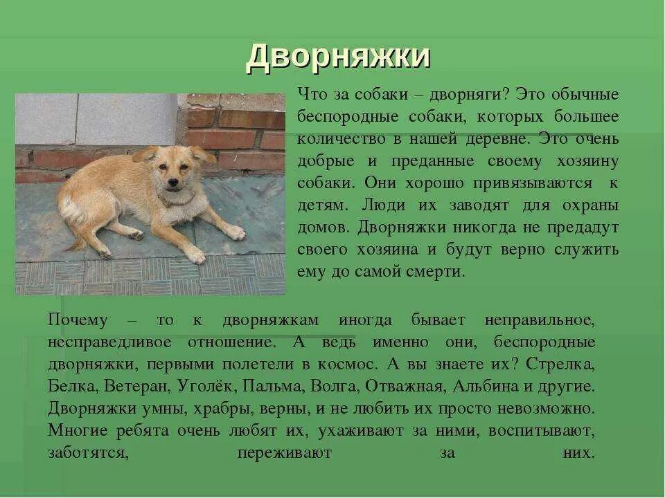 Сочинение любите собак не давайте их никому. Описание собаки. рассказ о собаке. описать собаку дворнягу. дворняжка собака описание.