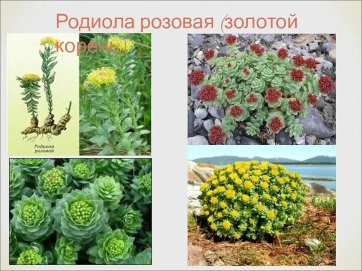 Родиола розовая (золотой корень), трава 50 гр - купить в интернет-магазине по ни