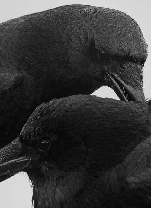 Черная птица. Птица с черной маской на глазах. Черная птица реальные люди.