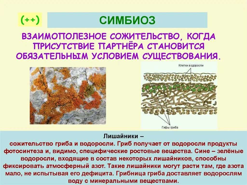 Лишайник — сожительство грибов и водорослей. Симбиоз грибов и водорослей в лишайнике. Гриб и водоросль в лишайнике. Симбиоз лишайников и грибов. Гриб и водоросли в составе лишайника