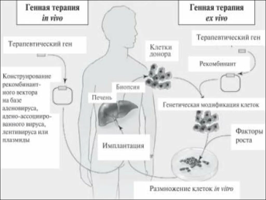 Генная терапия заболеваний. Схемы генной терапии in vivo и ex vivo. Генная терапия: in vivo, ex vivo, in situ. Генную терапию ex vivo схема. Схема проведения генной терапии.