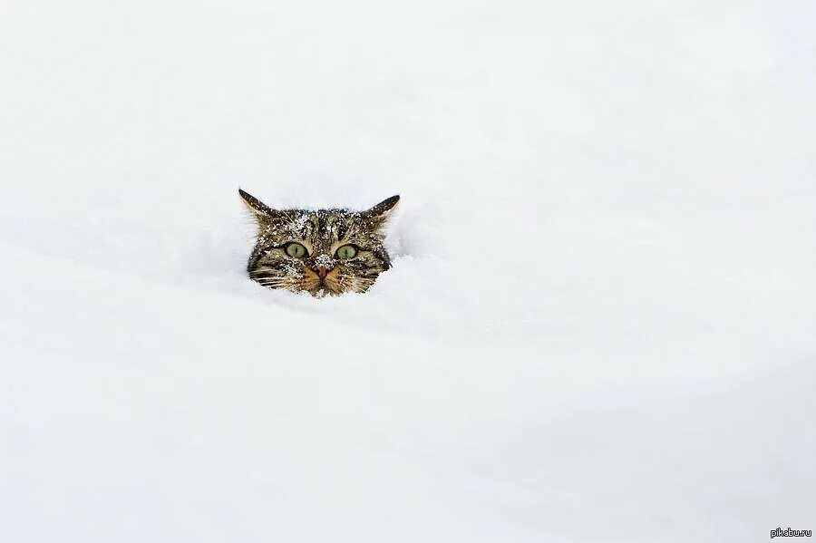 Кот в сугробе. Мешает метр снега.