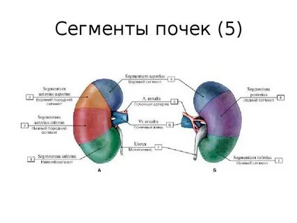 Сегменты правой почки