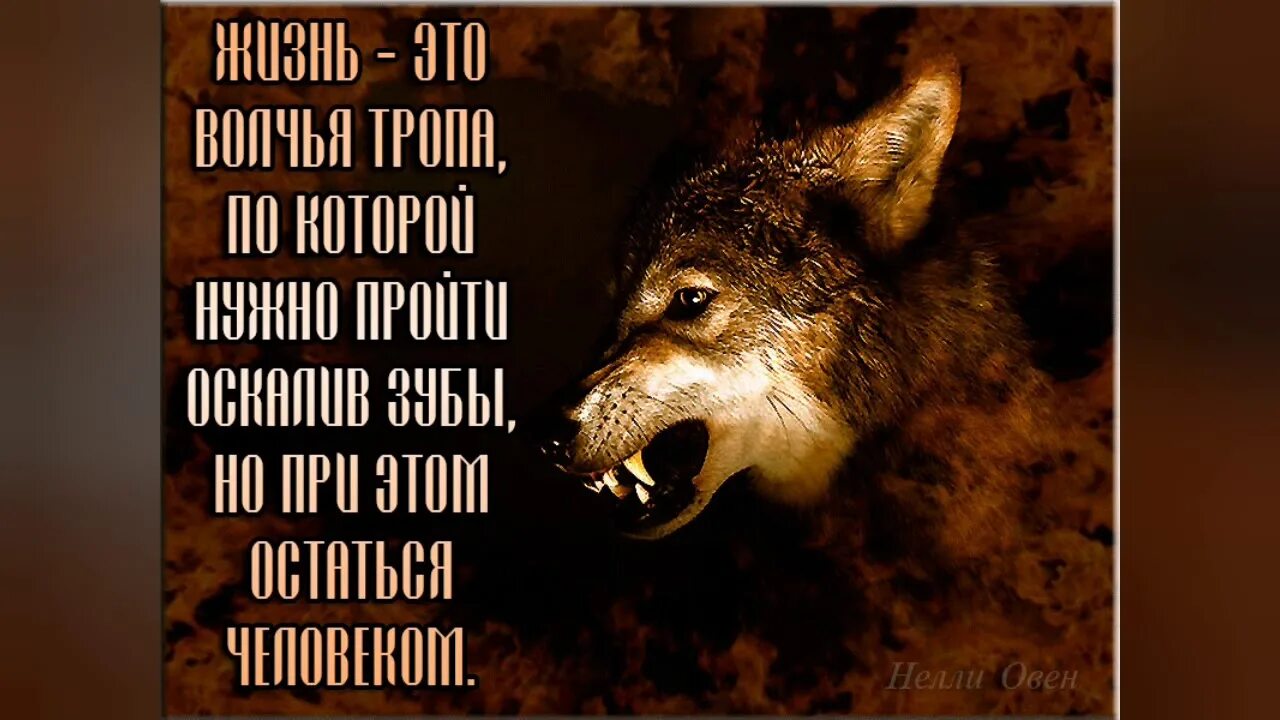 Волк с надписью. Одинокий волк цитаты. Цитаты с изображением волка. Жизнь волка.