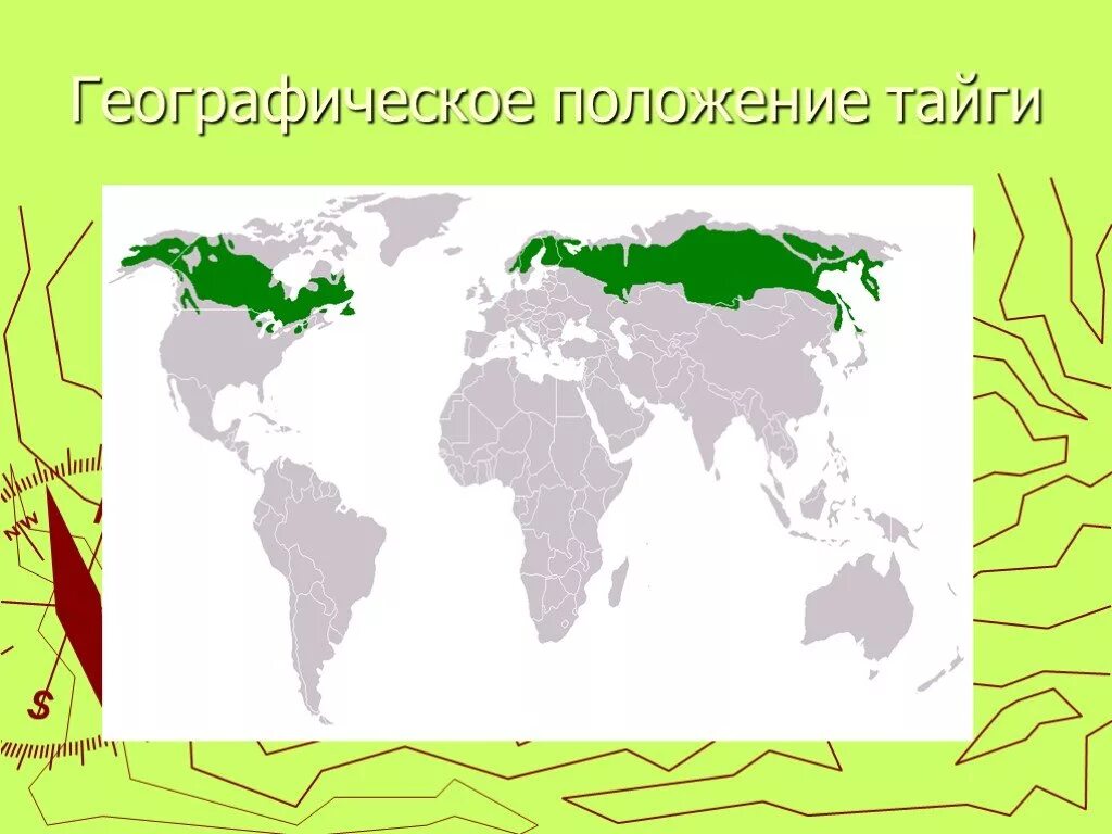 Географическое положение тайги 8 класс. Расположение тайги в Евразии. Географическое положение тайги в России на карте. Географическое расположение тайги. Географическое положение тайги на карте.