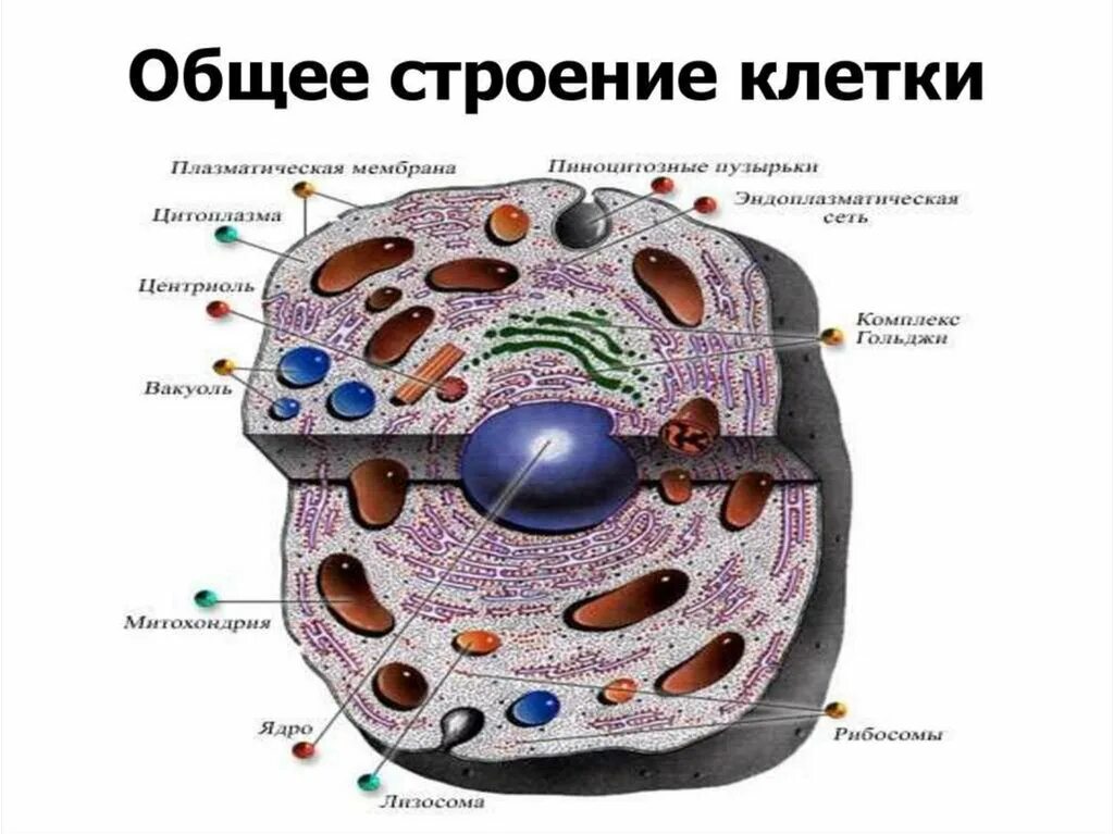 Строение клетки гистология. Схема строения клетки гистология. Плазматическая мембрана клетки человека. Плазматическая мембрана животной клетки.