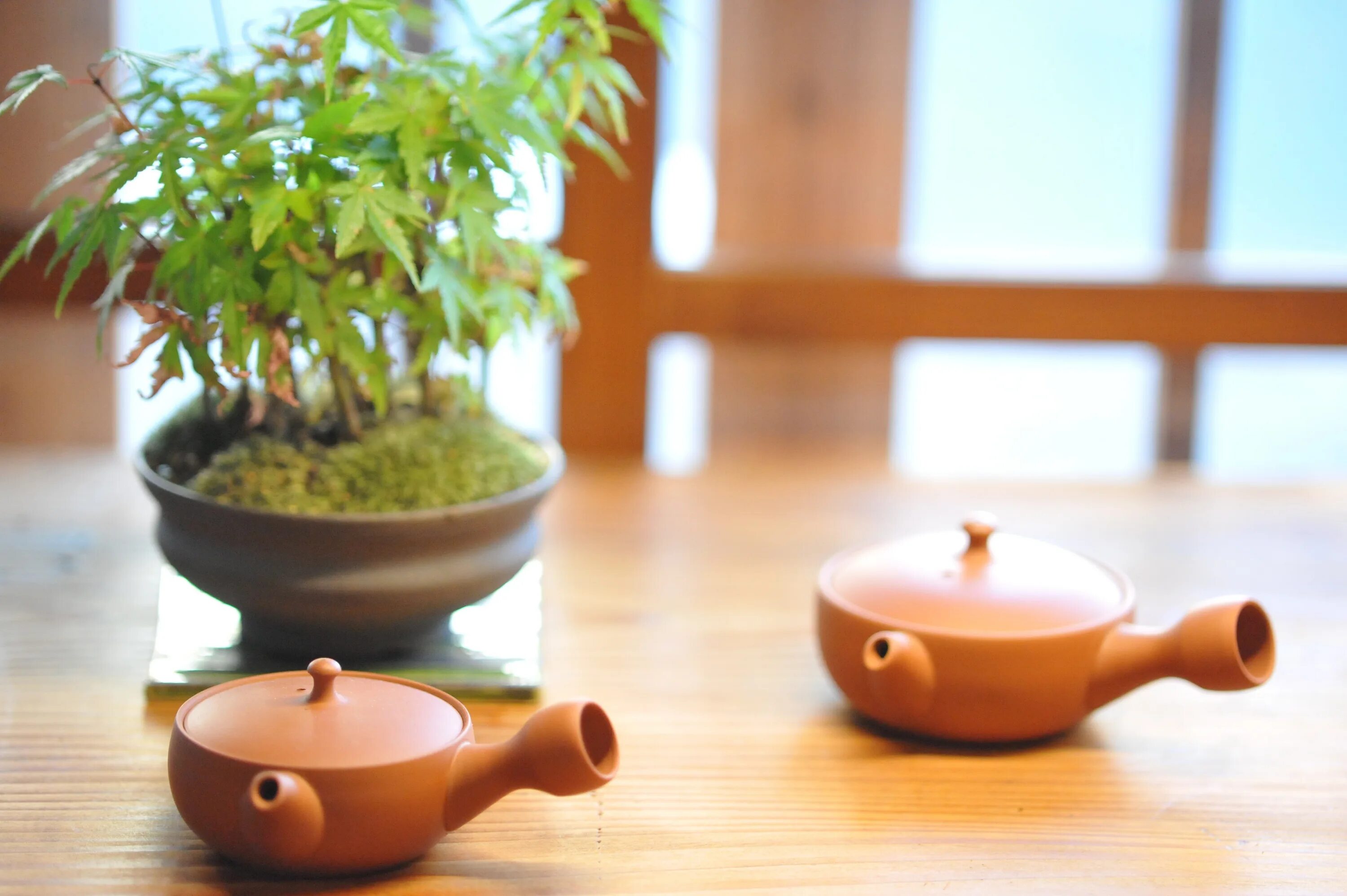 Заварка для цветов. Кашпо чайные растения. Горшочки зелено коричневая. Горшок чайник, керамика,. Горшок на столе передний план.