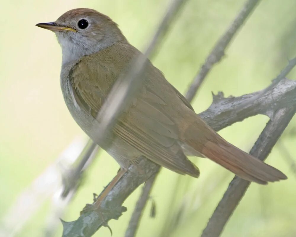 Копетдагский зяблик. Певчие птицы варакушка соловей. Кенар зеленый. Певчие птицы описание. Певчие птицы россии.