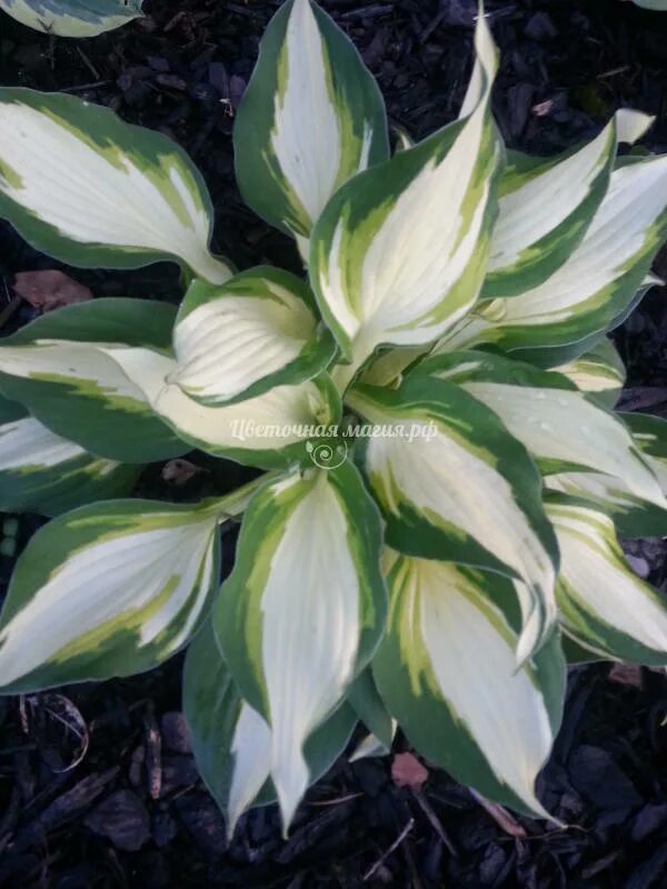 Хост вулкан. Хоста вулкано айленд. Хоста vulcan описание. Хоста колор фестиваль. Хост вулкан.