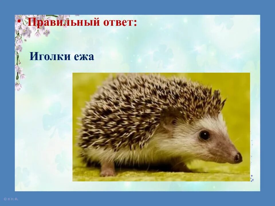 Что находится внутри иголок ежа Сентябрь 2010 Приют для бездомных животных "ГАВ", Московская область
