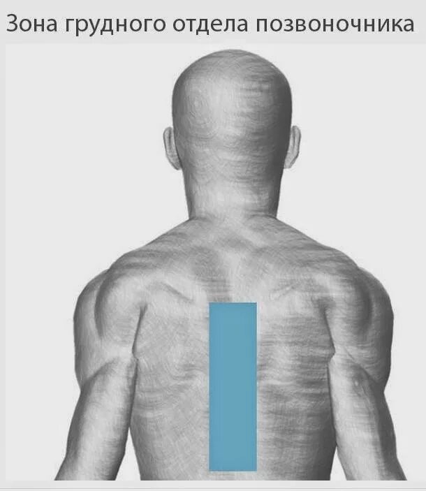 Зона поясницы. Зоны спины. Сегментарная зона молочных желез. Межлопаточная зона.