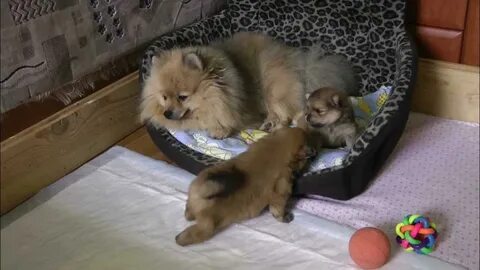Сколько раз шпицы рожают