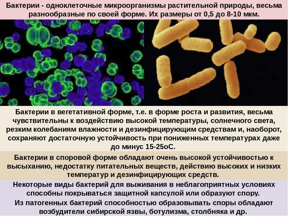 Бактерии известные виды. Виды бактерий. Формы патогенных бактерий. Формы болезнетворных бактерий. Неблагоприятные условия для бактерий.