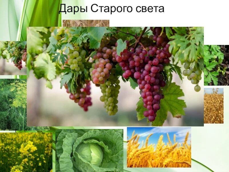 Дары старого света 6 класс. Дары нового света биология. Дары старого света. Дары нового и старого света. Растения старого света.