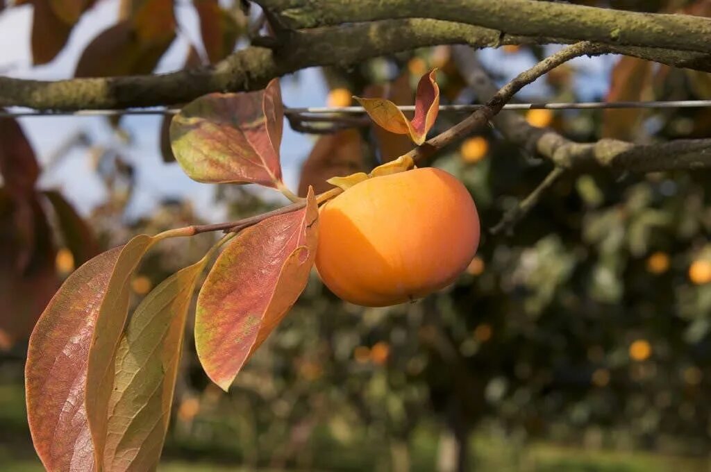 Хурма дерево. Diospyros virginiana. Хурма виргинская дерево. Хурма дерево листья. Карликовая хурма