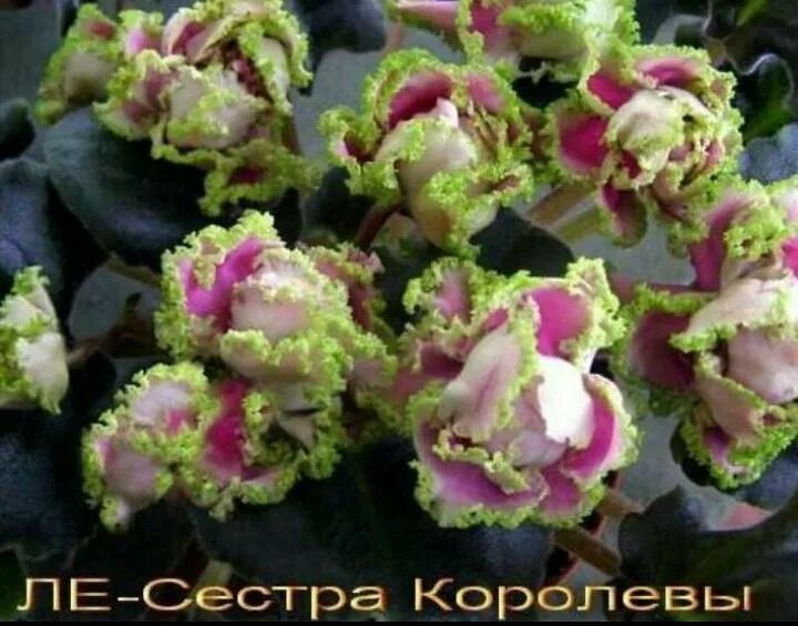 ле сестра королевы. фиалка сестра королевы. ле сестра королевы. сенполия сорта сестра королевы. фиалка сестра королевы фото.