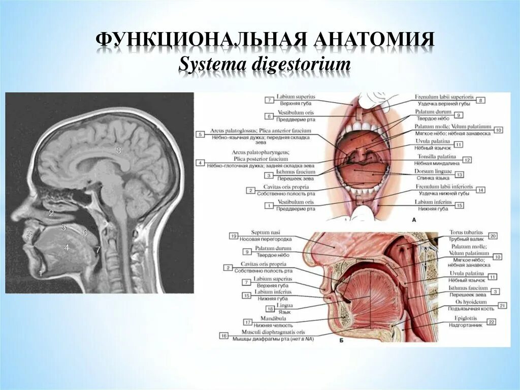 Валики глотки. Трубный валик анатомия. Функциональная анатомия. Глотка анатомия трубный валик.