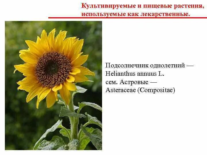 Интересные культурные растения. Земледелие индейцев северной америки. Земледельцы посев. Культивируемые лекарственные растения список. Что выращивали древние земледельцы.