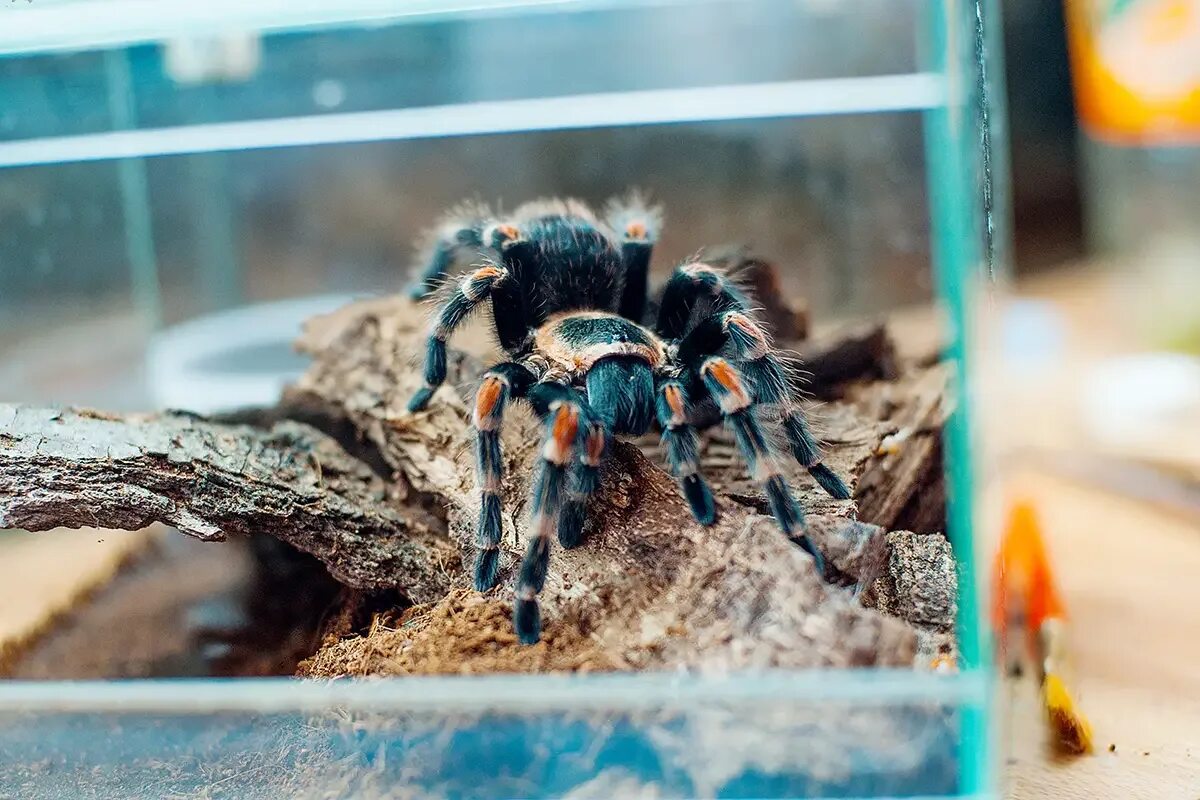 Условия содержания птицееда. Brachypelma auratum (брахипельма ауратум). brachypelma auratum тарантул. паук птицеед брахипельма ваганс. террариум для птицееда.