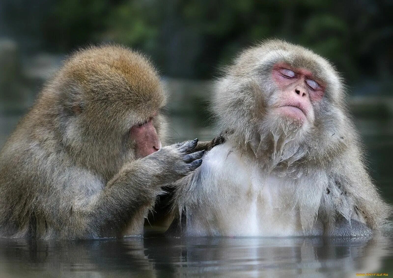 Фото смешных обезьянок. Обезьяны. Прикольные обезьяны. Смешные обезьянки. Фото обезьяны.