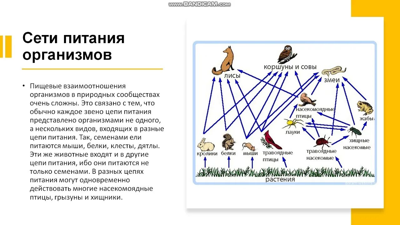 Пищевые связи в экосистеме. Пищевую сеть природного сообщества. Пищевая сеть по биологии. Пищевая сеть примеры. Поток энергии и пищевые цепи