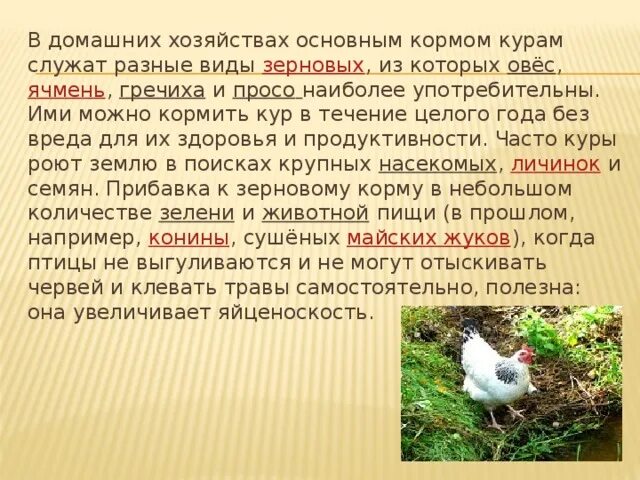 Курица несушка польза и вред. Яйценоскость домашних птиц. Можно курейикормить овсом. Овёс для кур несушек. Можно ли кур кормить овсом.