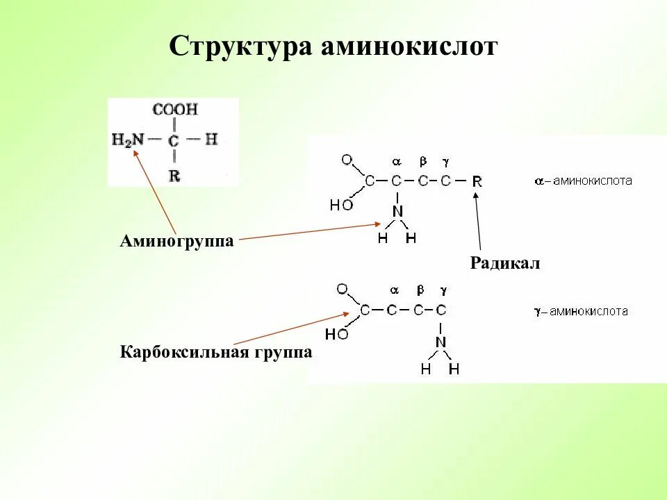 Аминокислотные радикалы