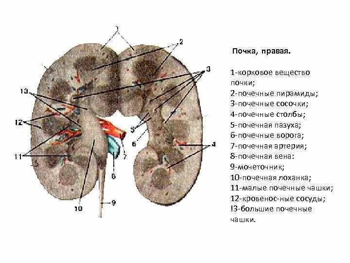 Лоханка латынь. Сосочковые отверстия почки. Толщина коркового вещества почки. Почечные столбы почки. Корковое вещество почки латынь.